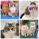 Custom Stuffed Animals Plush Clones Custom Stuffed Animals Plush Clones