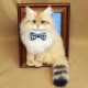 Custom Stuffed Pet Portrait Custom Stuffed Pet Portrait