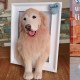 Custom Stuffed Pet Portrait Custom Stuffed Pet Portrait