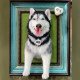 Custom Stuffed Pet Portrait Custom Stuffed Pet Portrait
